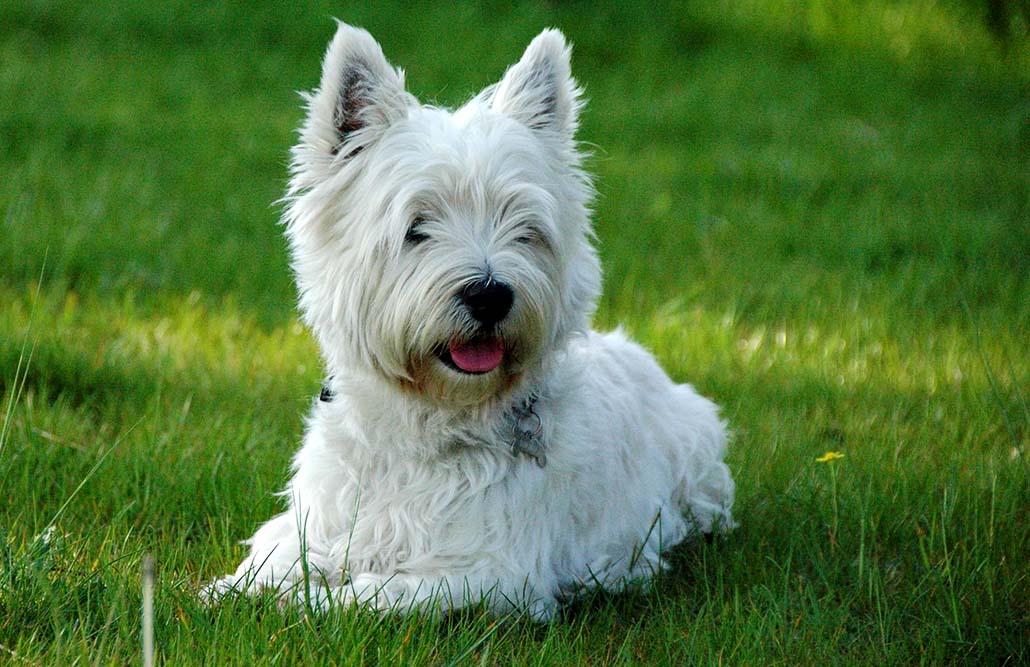 West Highland White - hundemagazin.net