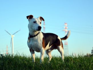 jack russel terrier