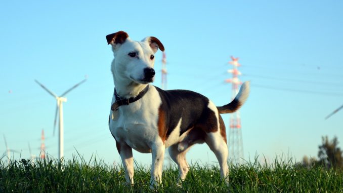 jack russel terrier