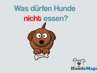 was-duerfen-hunde-essen