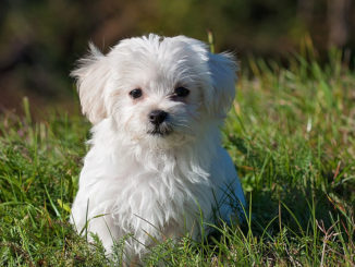 malteser hund allergiehund