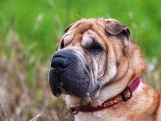 sharpei-faltenhund