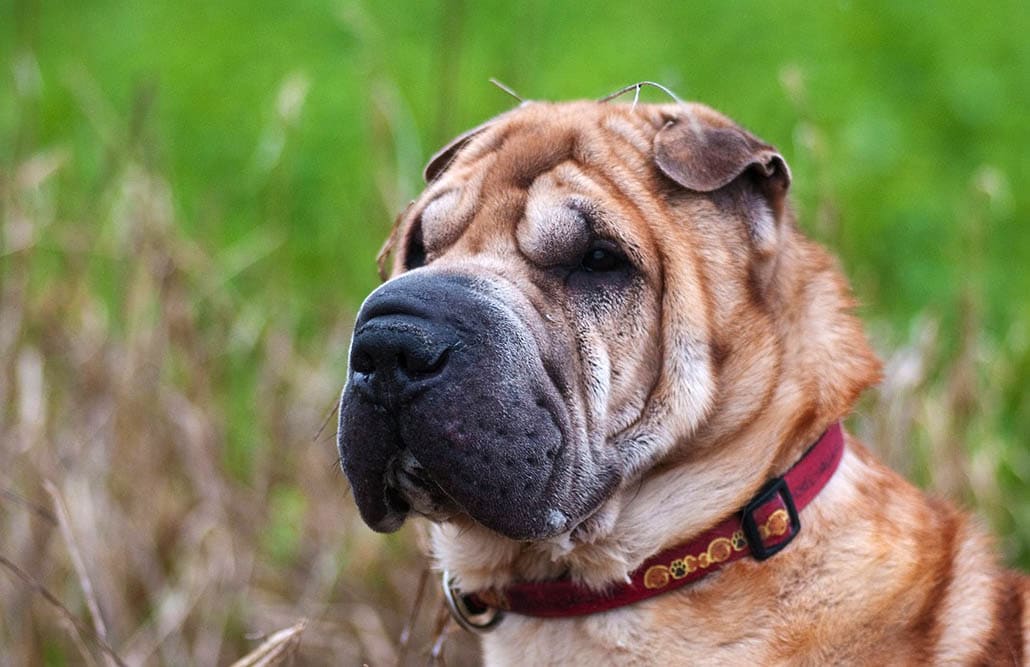 sharpei-faltenhund