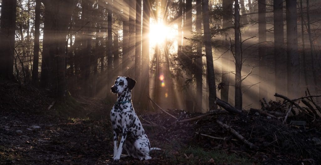 Dalmatiner Rassebschreibung Fotos Alle Infos Welpen
