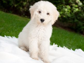 labradoodle