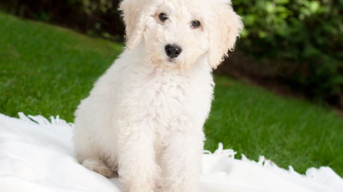 labradoodle