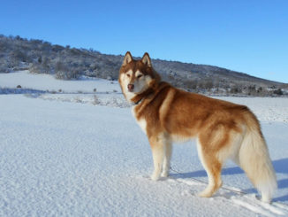 sibirischer husky