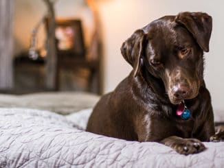 Ein Labrador Hund liegt im Bett