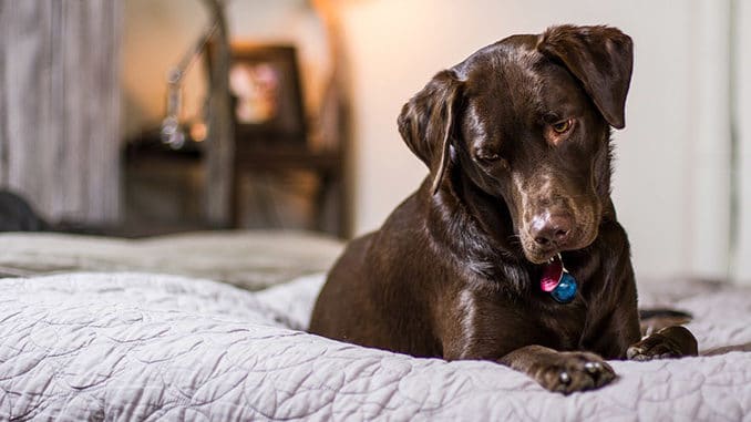 Ein Labrador Hund liegt im Bett