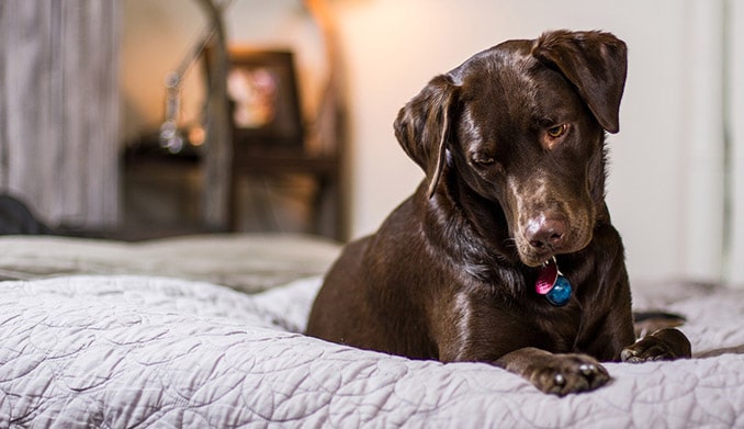 Wenn Der Hund Im Bett Schlaft Hundemagazin Net