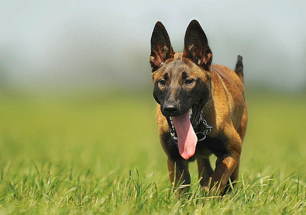 malinois-belgischer-sch-ferhund-im-rasseportrait