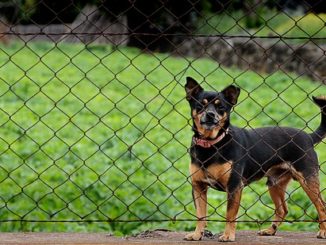 hund zaun springen abgewoehnen tipps