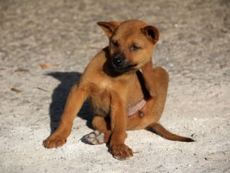 Hundefloh - Ctenocephalides canis