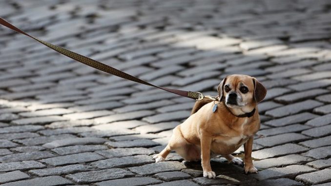 hund zieht an leine hund zieht an leine