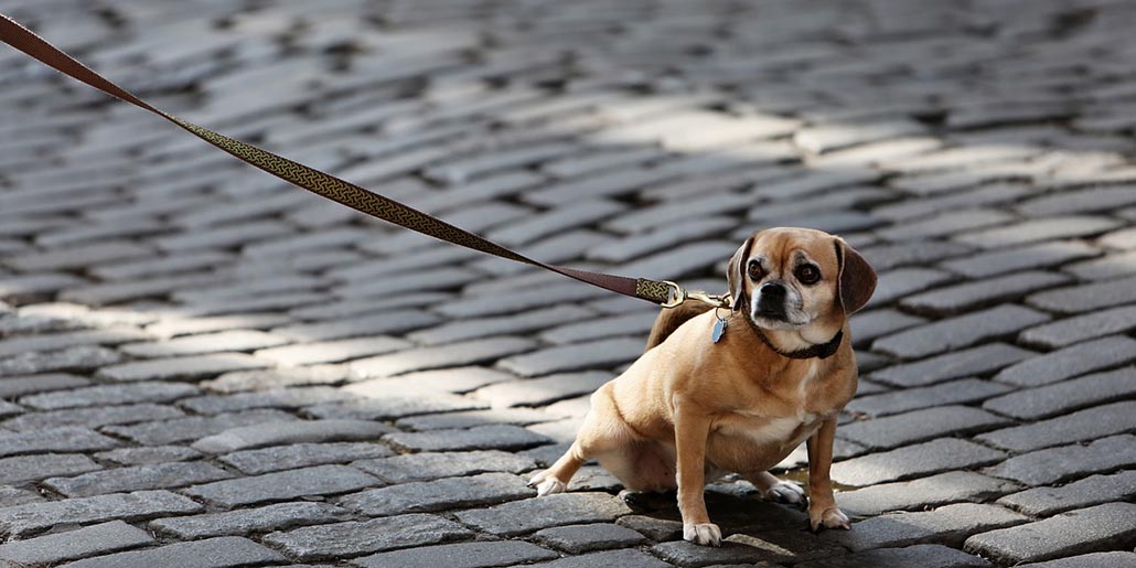 Wenn der Hund an der Leine zieht