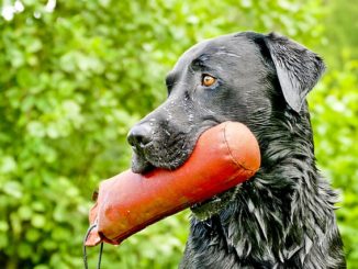 in diesem artikel geht es um das Apportieren durch Hunde