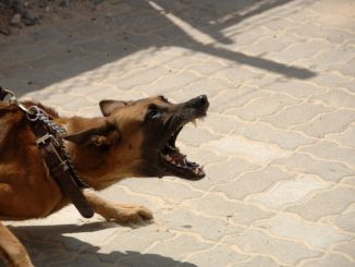 aggressiver hund zeigt einen zähnefletschenden hund
