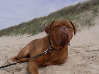 Die Bordeaux Dogge ruht sich am Strand aus