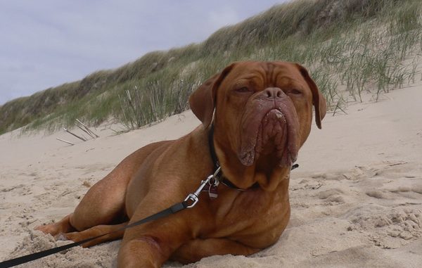 Die Bordeaux Dogge ruht sich am Strand aus