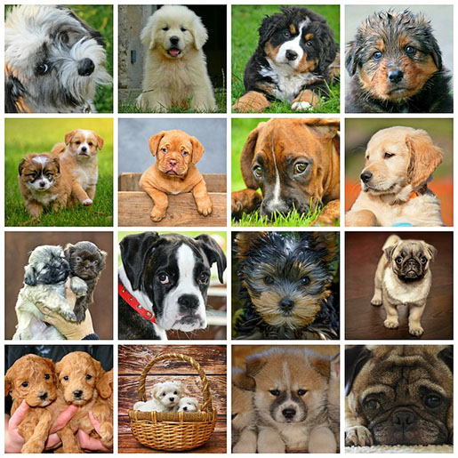 Hunderassen - Alle Hunderassen im Portrait - Steckbrief, Fotos und Bilder und alle Informationen zu Hunden