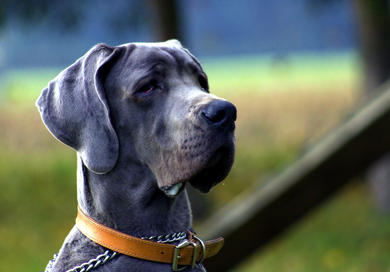 Deutsche Dogge Steckbrief Rasseportrait Und Informationen