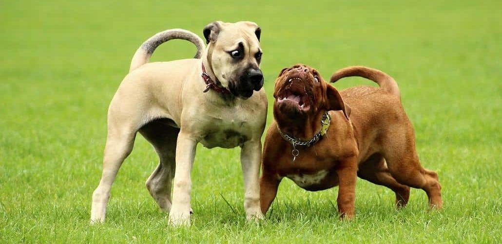 grosse hunderassen - das bild zeigt zwei vertreter der großen hunde