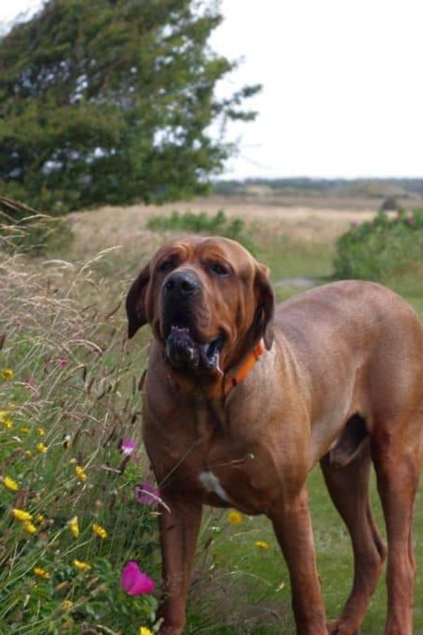 Hund Sylt