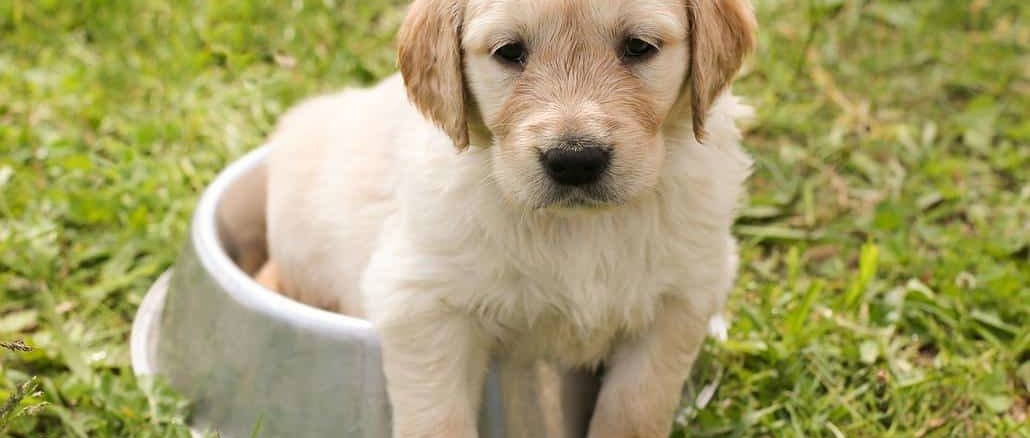 Schon früh bilden sich der Charakter und das Wesen des Golden Retriever aus. Er ist lieb und schlau!