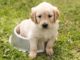 Schon früh bilden sich der Charakter und das Wesen des Golden Retriever aus. Er ist lieb und schlau!
