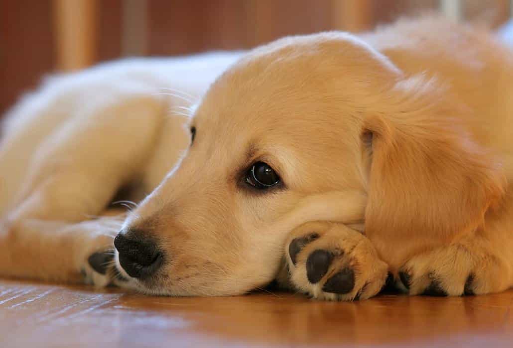 Der junge Golden Retriever ist lernfähig und wissbegierig