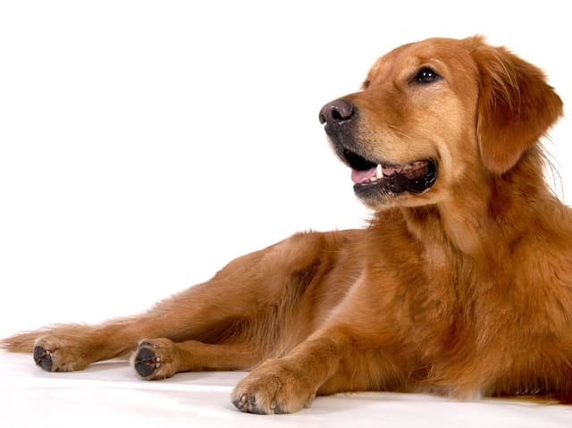 Golden Retriever - GolDen Retriever Rasse