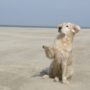 Golden Retriever Strand