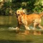 Der Golden Retriever im Wasser