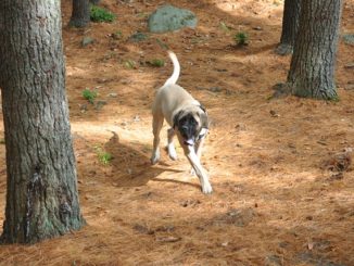 Old English Mastiff - Mastiff Rassebschreibung mit Bild