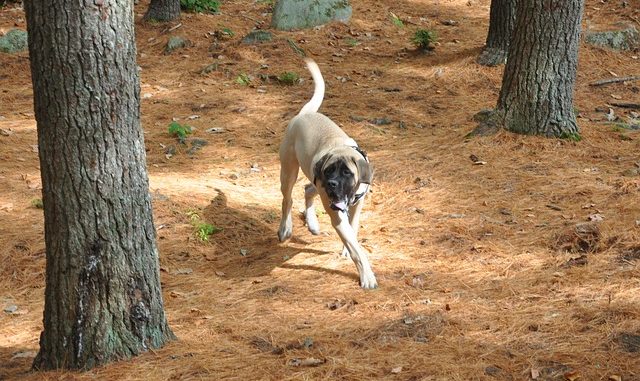 Old English Mastiff - Mastiff Rassebschreibung mit Bild