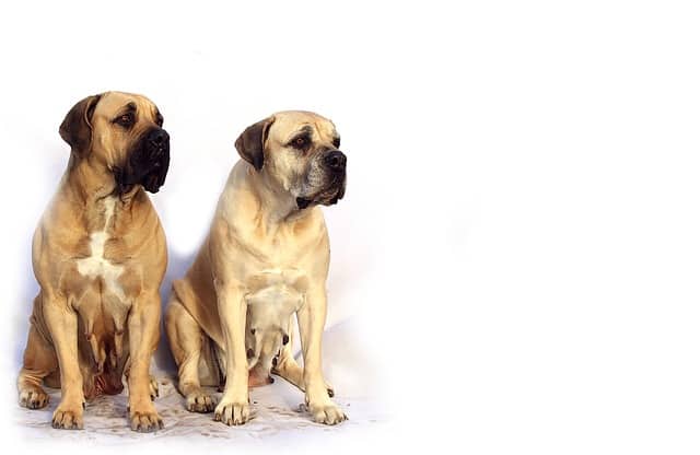 mastiff - die englische dogge im portrait inkl rassebeschreibung mit bild