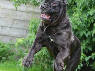 mastino napoletano wesen und charakter