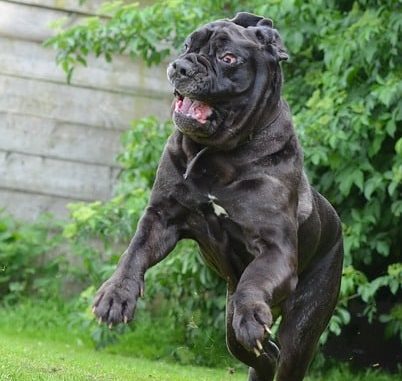 mastino napoletano wesen und charakter