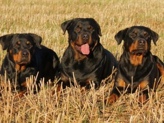 Rottweiler Rudel auf der Wiese - Stark, wachsam und eindrucksvoll