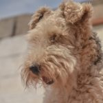 Airedale Terrier