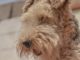 Airedale Terrier
