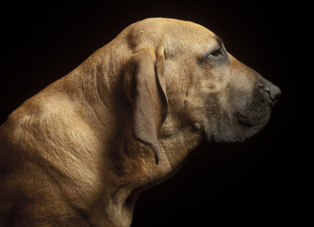 Brasileiro Information zu Brasiliens Nationalhund