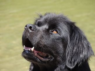 Neufundländer Hund im Portrait