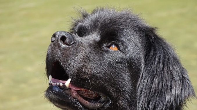 Neufundländer Portrait Neufundländer Hund im Portrait