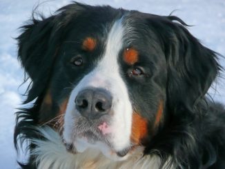 berner sennen hund