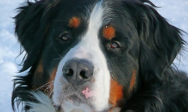 berner sennen hund