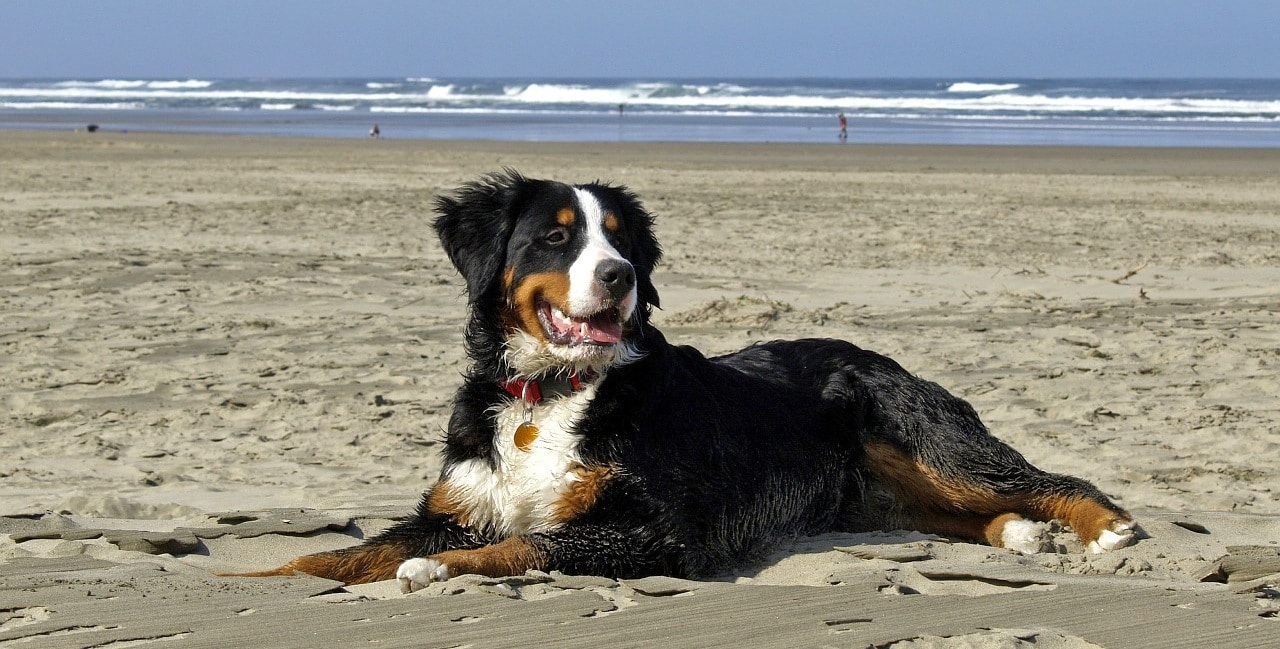 berner sennenhund