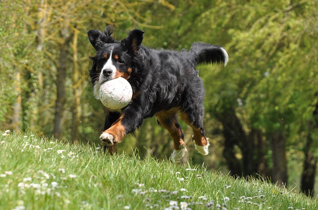 berner sennenhund bewegung sport