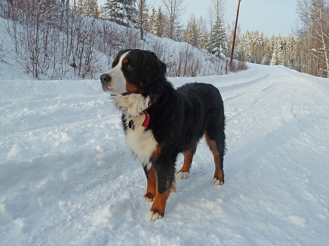 berner sennenhund charakter