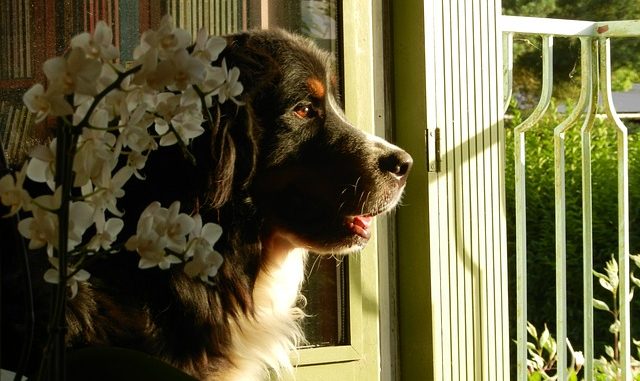 berner sennenhund in not Berner Sennenhund in Not